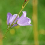 welche pflanzen für blumenampel