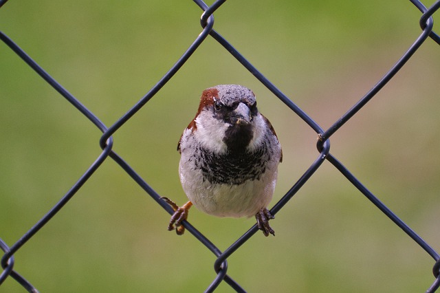 gartenzäune im vergleich