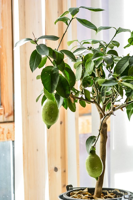 zitronenbaum in der wohnung