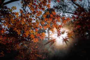 gartenarbeit im herbst