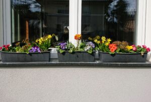 Blumenzwiebeln