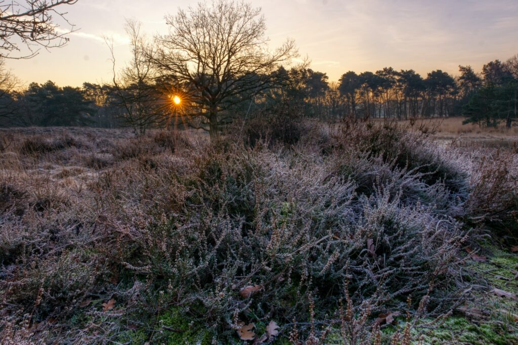 winterblühende Stauden