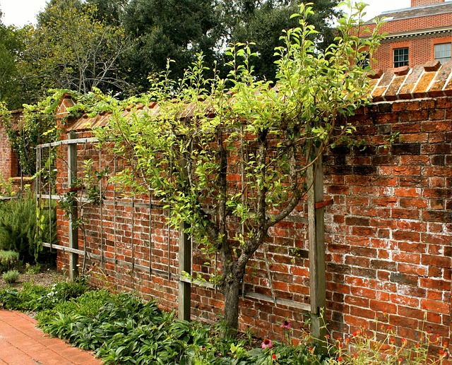 Gartenmauer Spalier