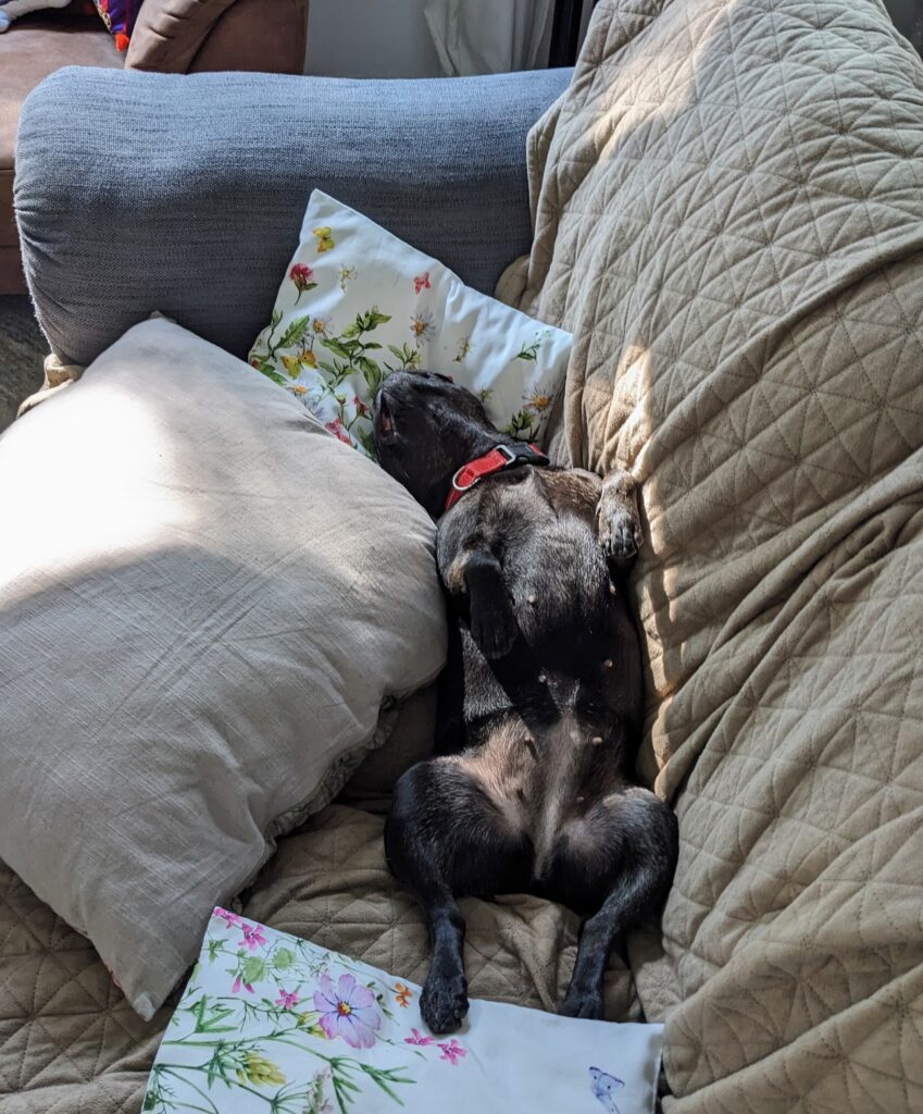 Hund auf dem Sofa