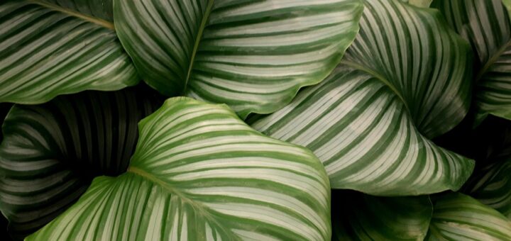 calathea