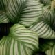 calathea