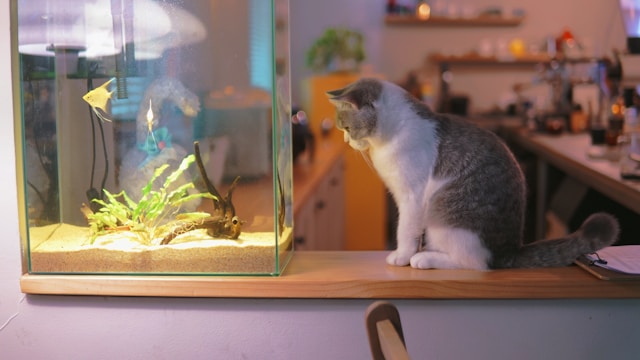 katze vorm aquarium