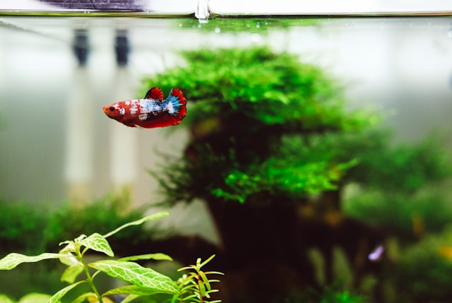Wasserpflanzen im Aquarium