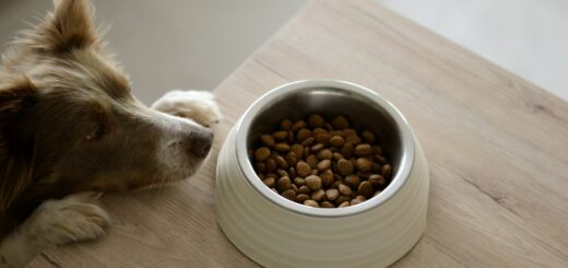 Trockenfutter für Hunde
