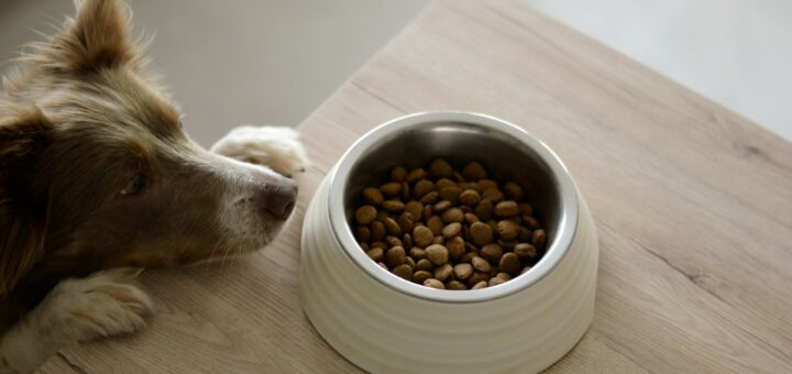 Trockenfutter für Hunde
